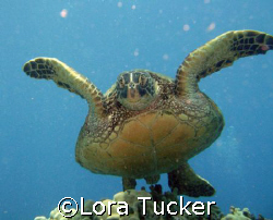 Green Sea Turtle by Lora Tucker 